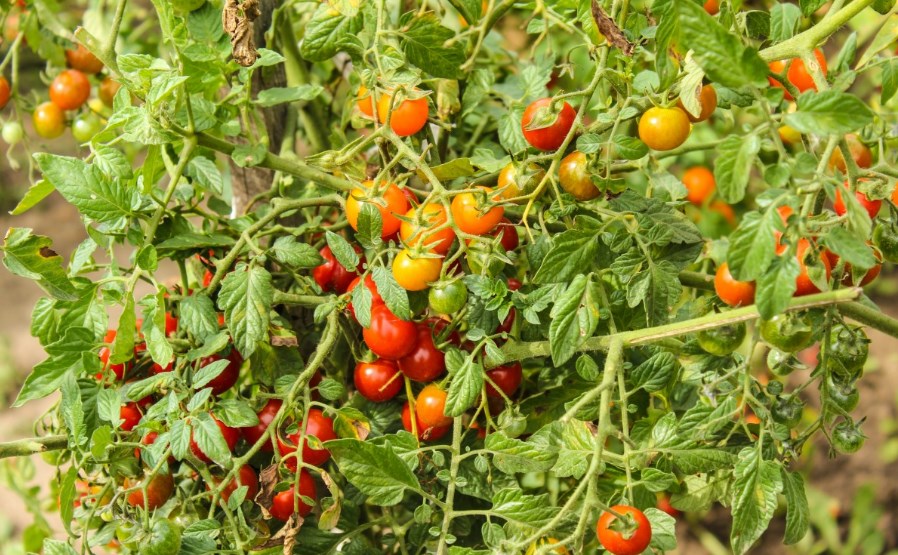 Дачный сезон: Как вырастить домашние помидоры