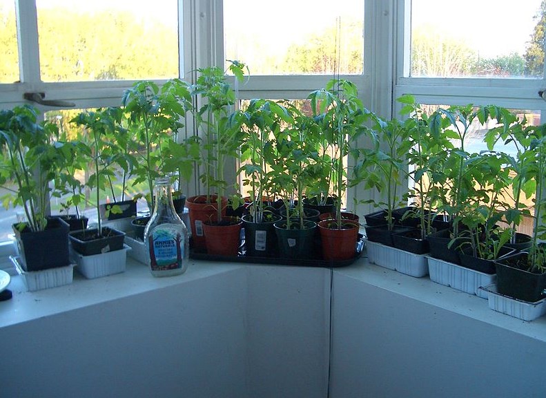 Дачный сезон: Как вырастить домашние помидоры
