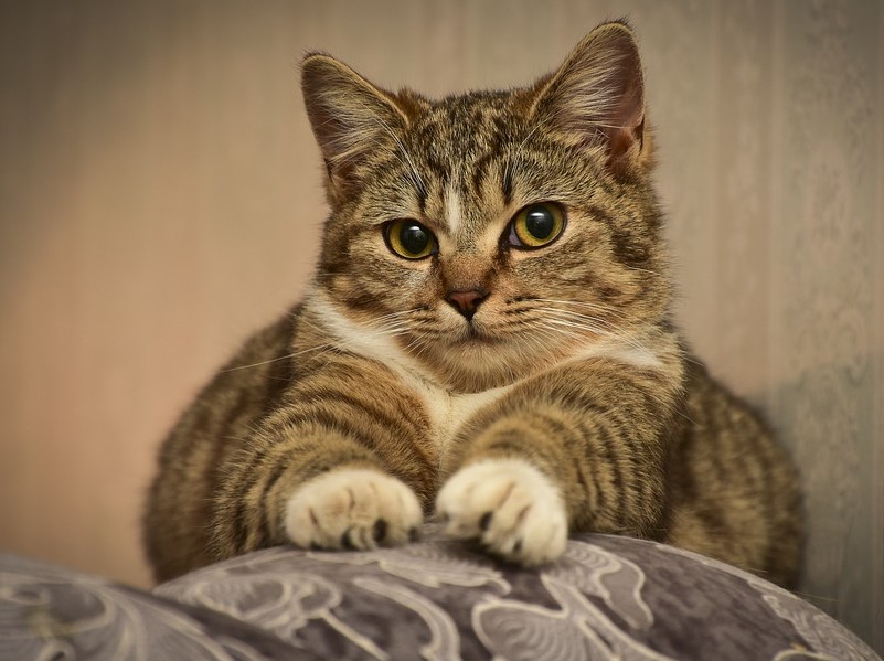 «Помогаем кошке и спасаем мебель»: Делаем когтеточку своими руками