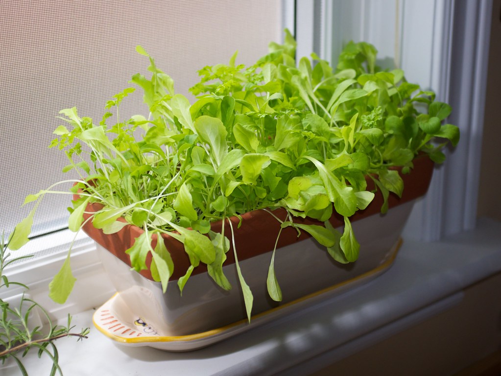 «Огород на окне»: 7 продуктов, которые можно вырастить дома