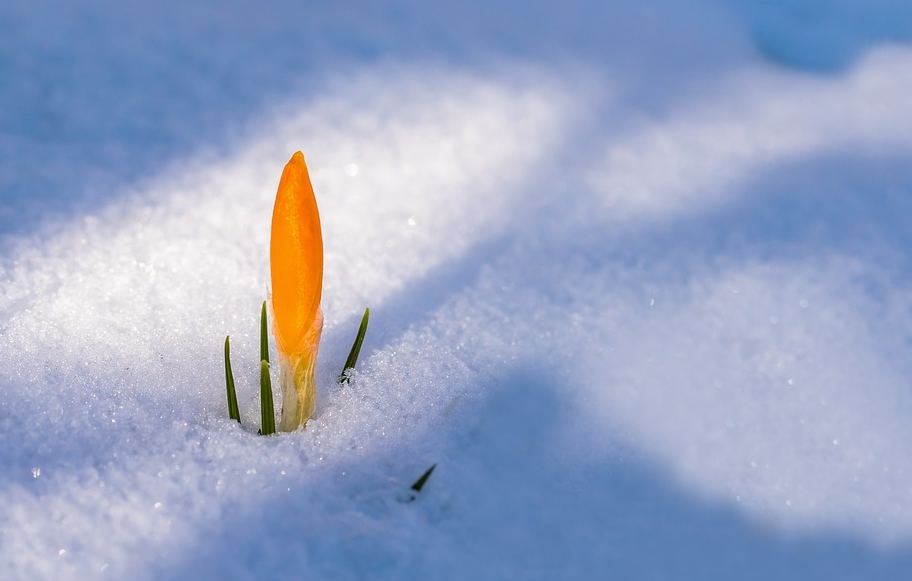 «Снег на участке – что с ним делать?»: 5 ценных советов