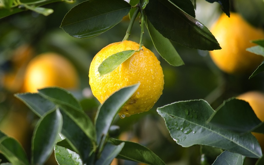 «Аромат зимы»: 12 способов использования апельсиновых корок