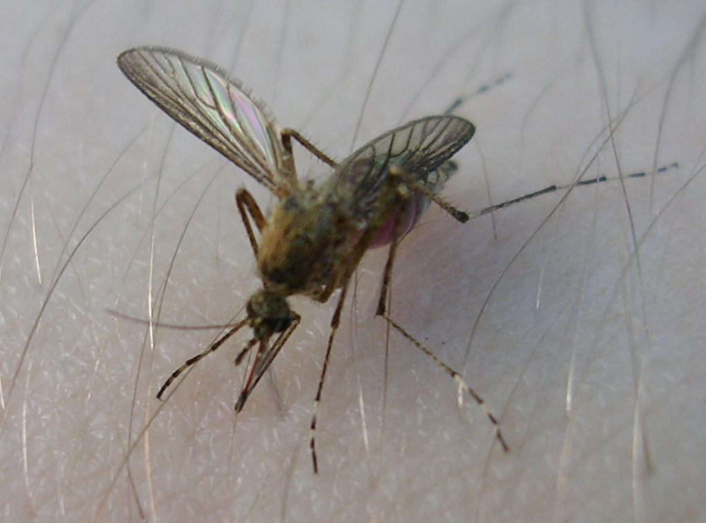 комар1